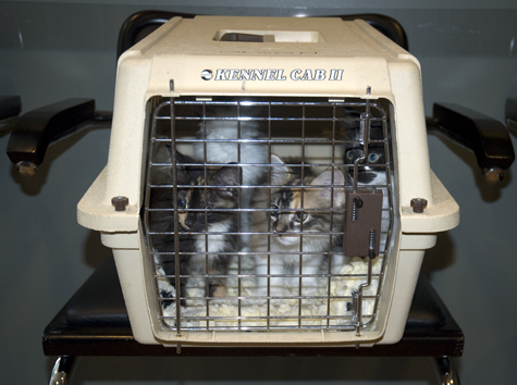 In the cat carrier sm.jpg